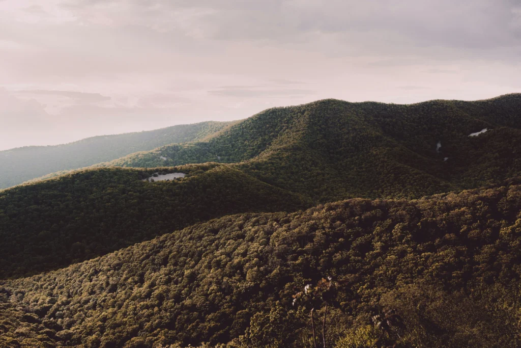 A panoramic view of Shenandoah National Park from Skyline Drive, showcasing the rolling Blue Ridge Mountains